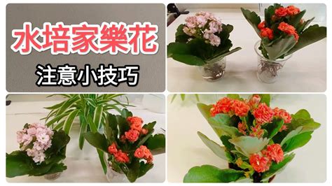 家樂花風水|長壽花